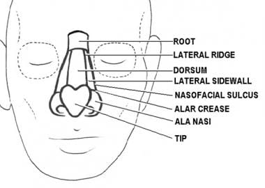 Subunits of the nose. Illustrated by Charles Norma