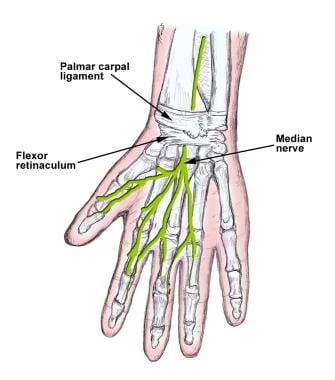 手腕解剖学。