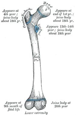 Parts of femur. 