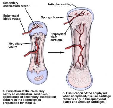 Endochondral ossification of long bones through ca
