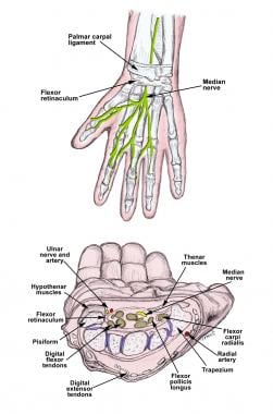 Anatomy of the median nerve and the carpal tunnel.
