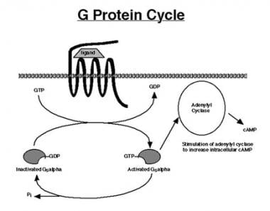 The G protein cycle begins with ligand binding to 