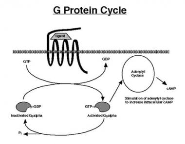 G蛋白的循环始于配体结合