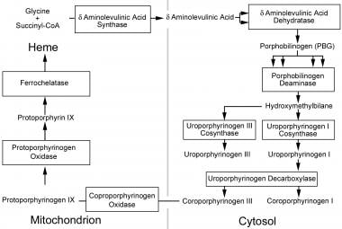 Heme production pathway. Heme production begins in