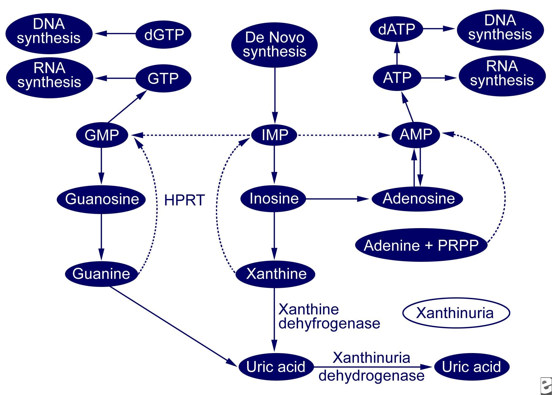 review article xanthine oxidase