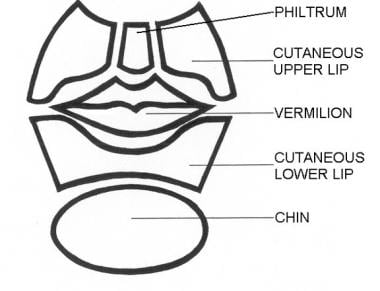 Subunits of the lower part of the face. Illustrate