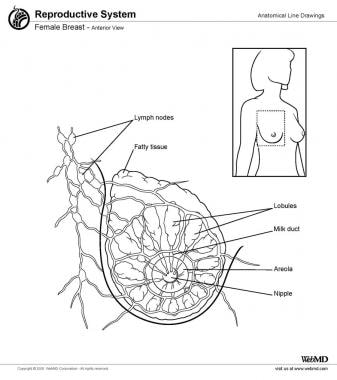Female breast, anterior view. 