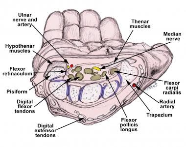 Wrist anatomy cross-section. 