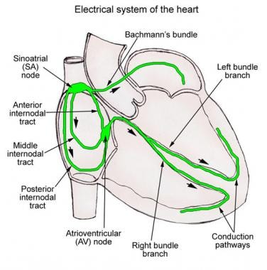 Schematic illustration of the cardiac conduction s