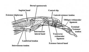 Lateral view of relevant finger anatomy. 