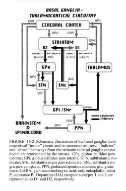 Schematic representation of the basal ganglia - th