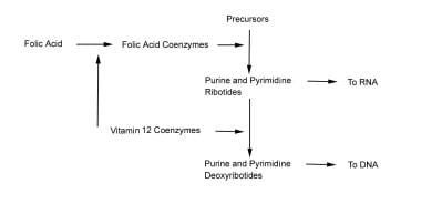 Both folic acid and vitamin B-12 participate in th