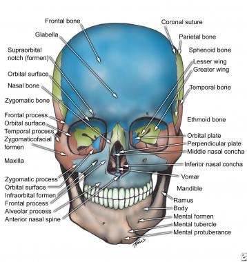 Bones of the face and skull.