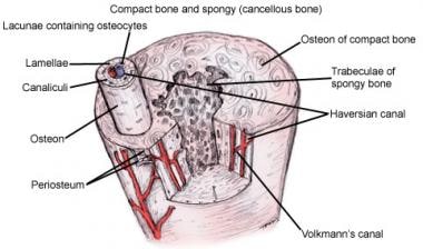 骨骼解剖学。