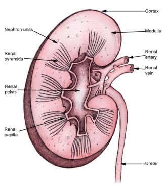 Kidney Anatomy: Overview, Gross Anatomy, Microscopic Anatomy