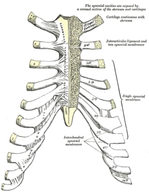 Sternocostal and interchondral articulations. Ante