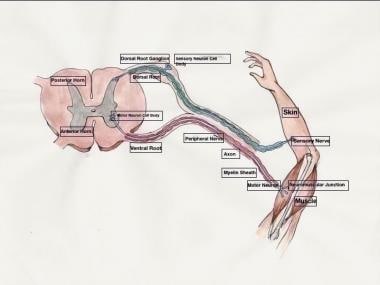 Innervation patterns of type I and type II auditory nerve fibers on