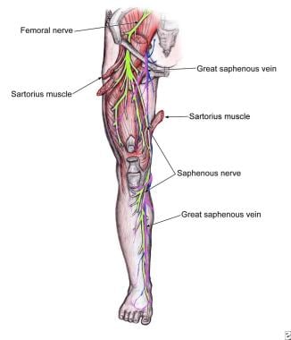 Descent of the saphenous nerve down the anteromedi