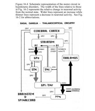 Schematic representation of the basal ganglia - th