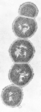 strep throat bacteria shape