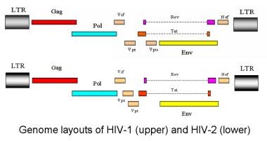 Genome layout of human immunodeficiency virus (HIV