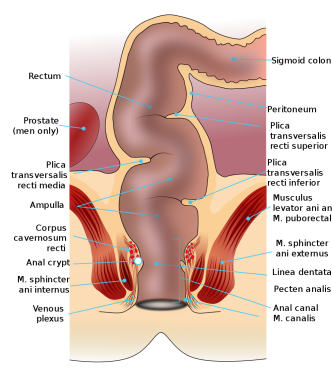 prominent sebaceous glands anus