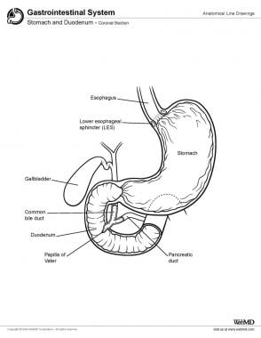 Stomach Anatomy Overview Gross Anatomy Microscopic Anatomy