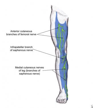 Saphenous nerve dermatome of the anteromedial leg.