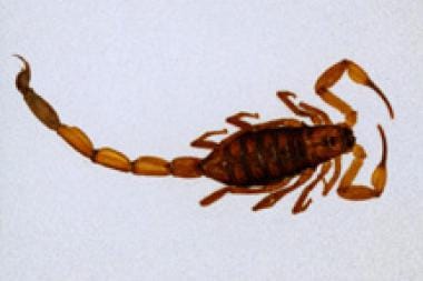 androctonus crassicauda venom