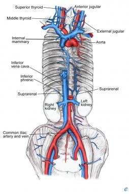 Veins of abdomen and thorax. Unless stated otherwi