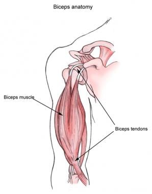 Rotator Cuff Injury Management in the ED: Practice Essentials,  Pathophysiology, Prognosis