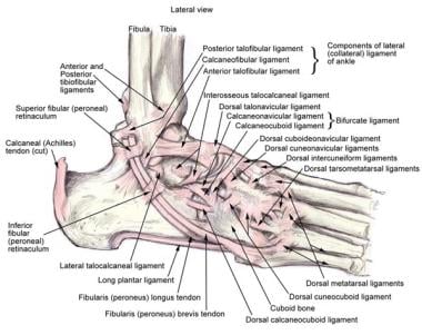 Anatomy of lateral ankle ligamentous complex and r