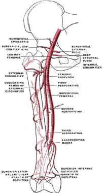 Vascular anatomy of hip. 