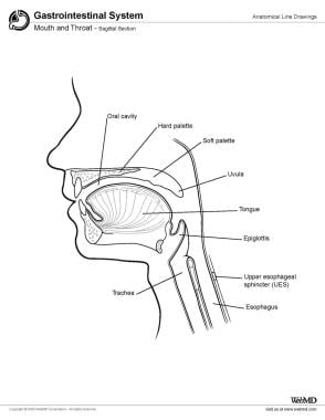 Mouth and throat, sagittal section. 