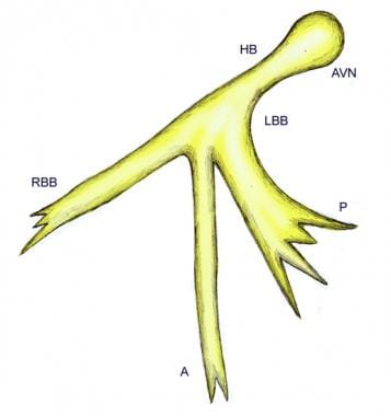 Conducting System of the Heart - Bundle of His - SA Node - TeachMeAnatomy