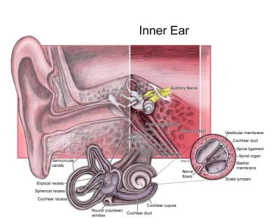 Inner ear anatomy. 