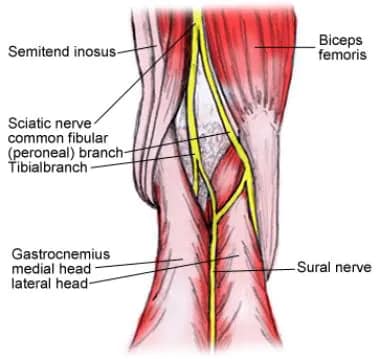 Sciatic nerve anatomy. 