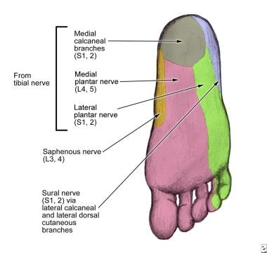 Saphenous nerve dermatome at the level of the foot