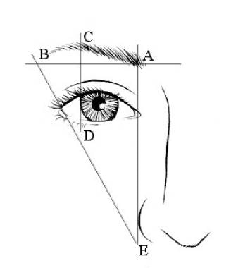 An aesthetic brow. A-B Lateral brow is at or above