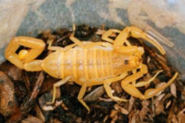 Scorpion Envenomation Background Pathophysiology Etiology