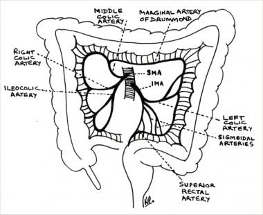 What is the anatomy of the arterial supply of the ascending colon and ...