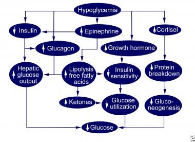 Normal hypoglycemic counterregulation. 