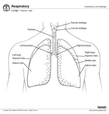 Lung Anatomy: Overview, Gross Anatomy, Microscopic Anatomy