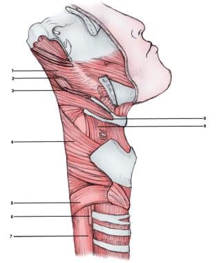 neck throat anatomy diagram