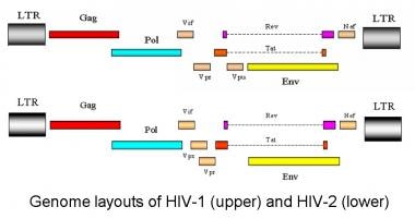 人类免疫缺陷病毒(HIV)基因组布局
