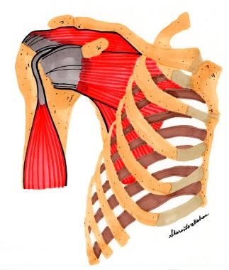 Rotator cuff, normal anatomy. 