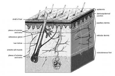 skin histology diagram