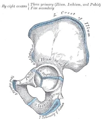 Parts of pelvis. 