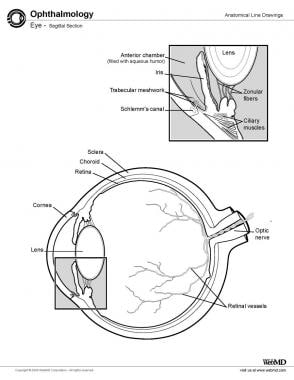 Eye, sagittal section. 