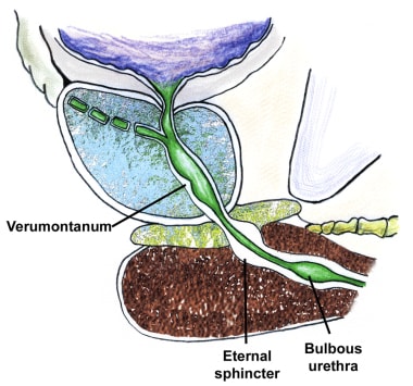 Basic anatomy of the prostate, sagittal section. 